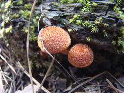 Plancia ëd Tricholomopsis formosa (Murrill) Singer 1951