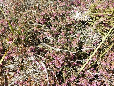 Image of Erica filiformis var. filiformis