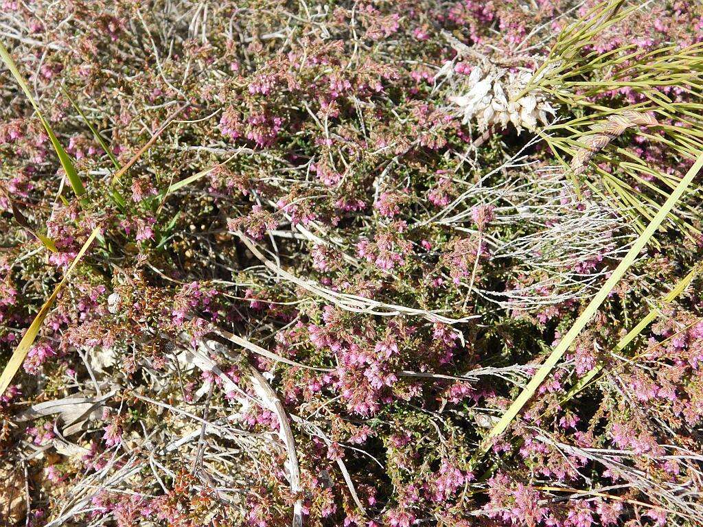 Image of Erica filiformis var. filiformis