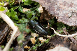 Plancia ëd Tachinus (Tachinus) rufipes (Linnaeus 1758)