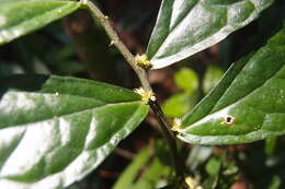 Image of Pellionia scabra Benth.