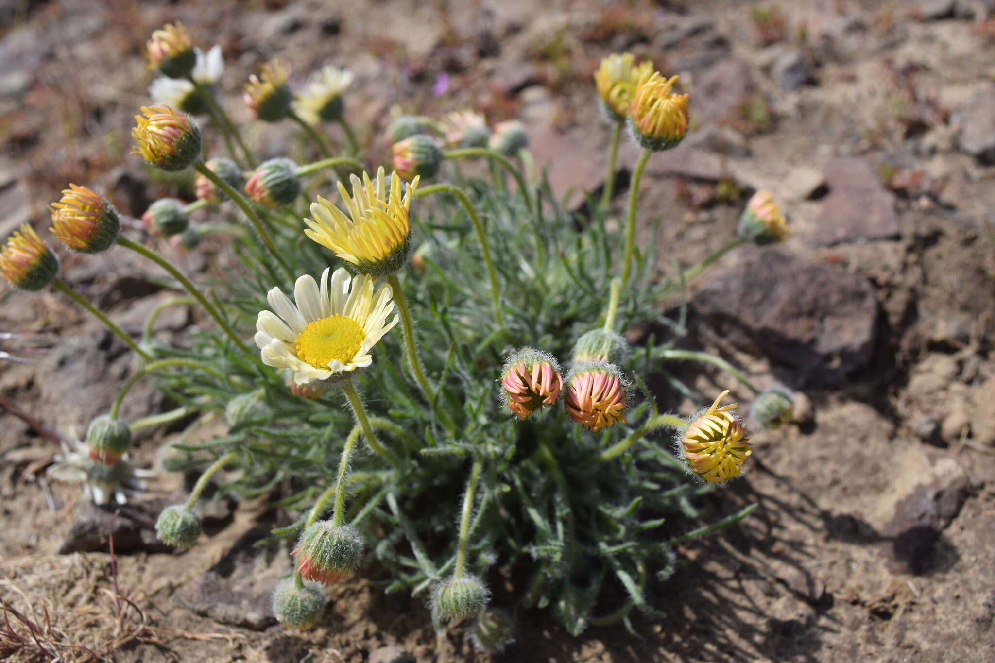 Imagem de Erigeron poliospermus A. Gray