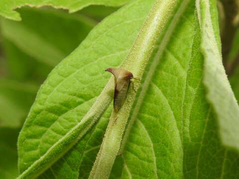 Image of Ceresa ustulata Fairmaire