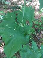 Image of pale Indian plantain