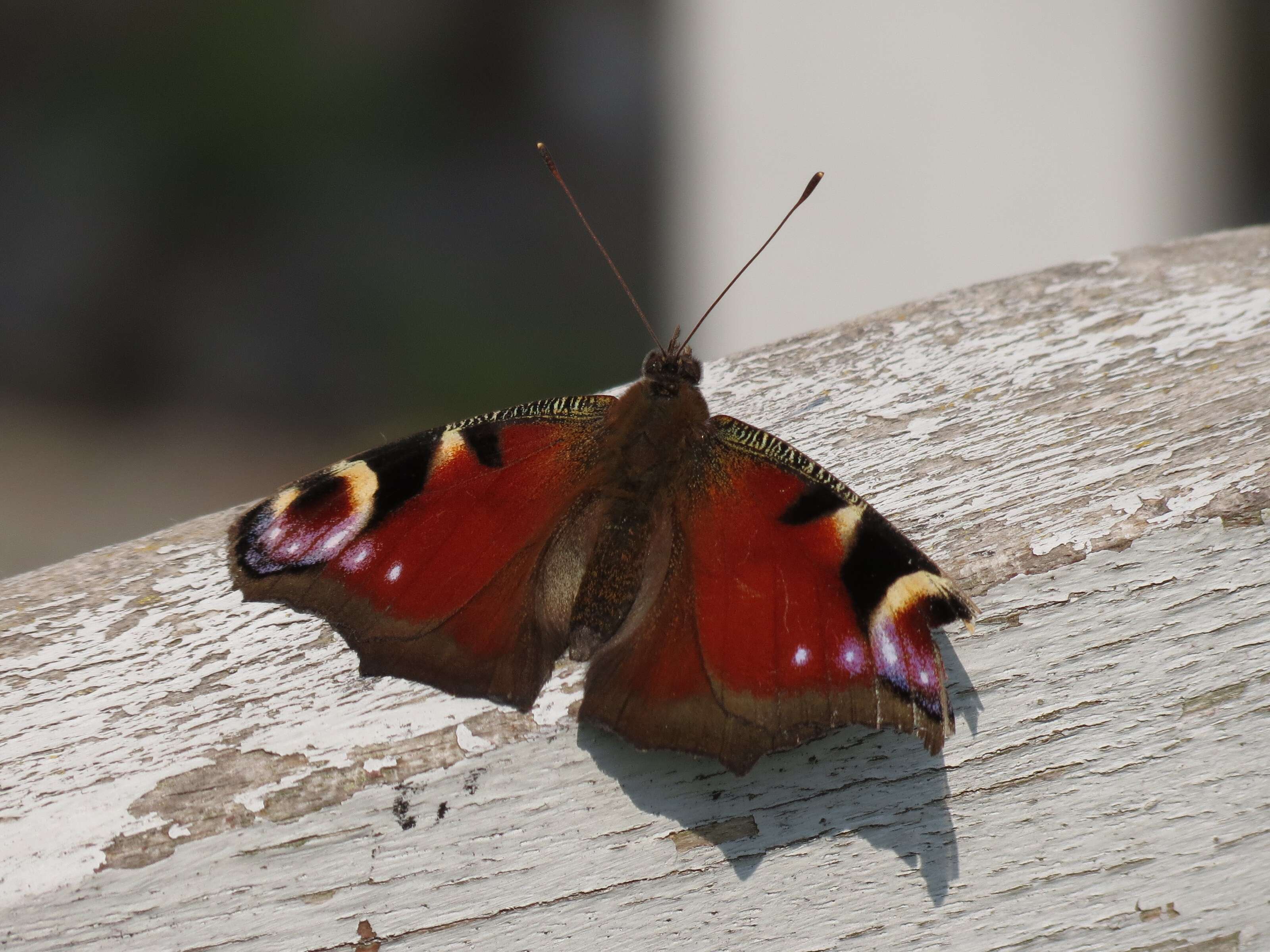 Image of Aglais io