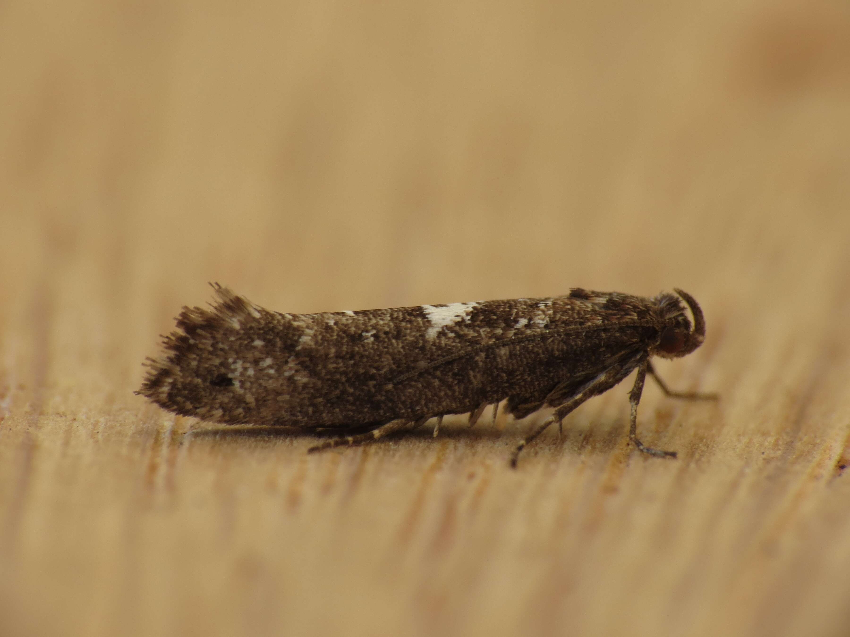 Слика од Acrolepiopsis assectella