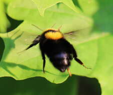 Слика од Bombus argillaceus (Scopoli 1763)