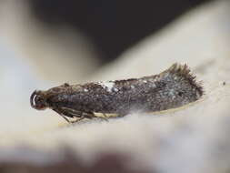 Image de Acrolepiopsis assectella