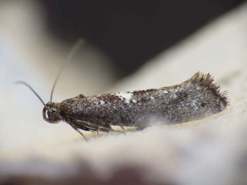 Слика од Acrolepiopsis assectella