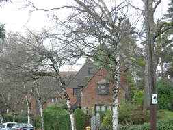 Image of Brewer Oak