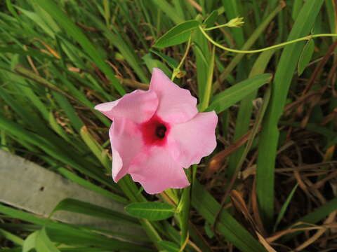 Image of Rhabdadenia madida (Vell.) Miers