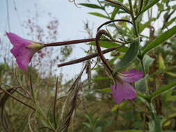 Image of Great Willowherb