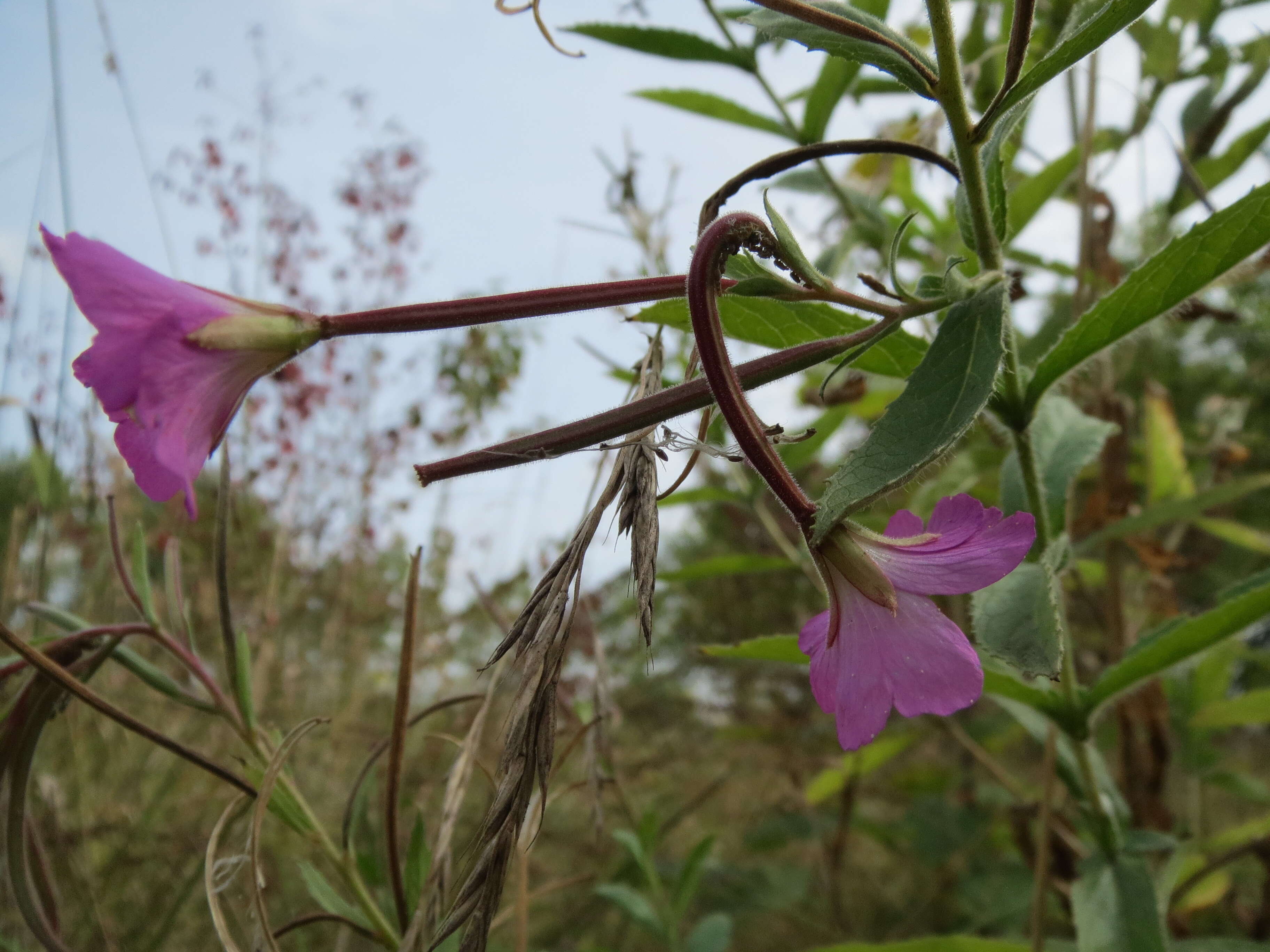 Image of Great Willowherb