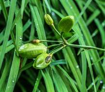 Image of Branched St Bernard's lily