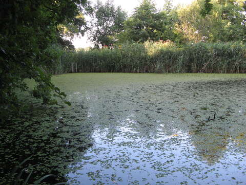 Image of floating watermoss