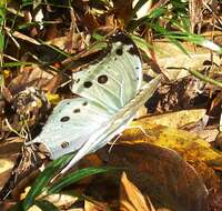 Image of Protogoniomorpha parhassus