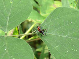 Image of Conocephalus (Anisoptera) melaenus (Haan 1843)