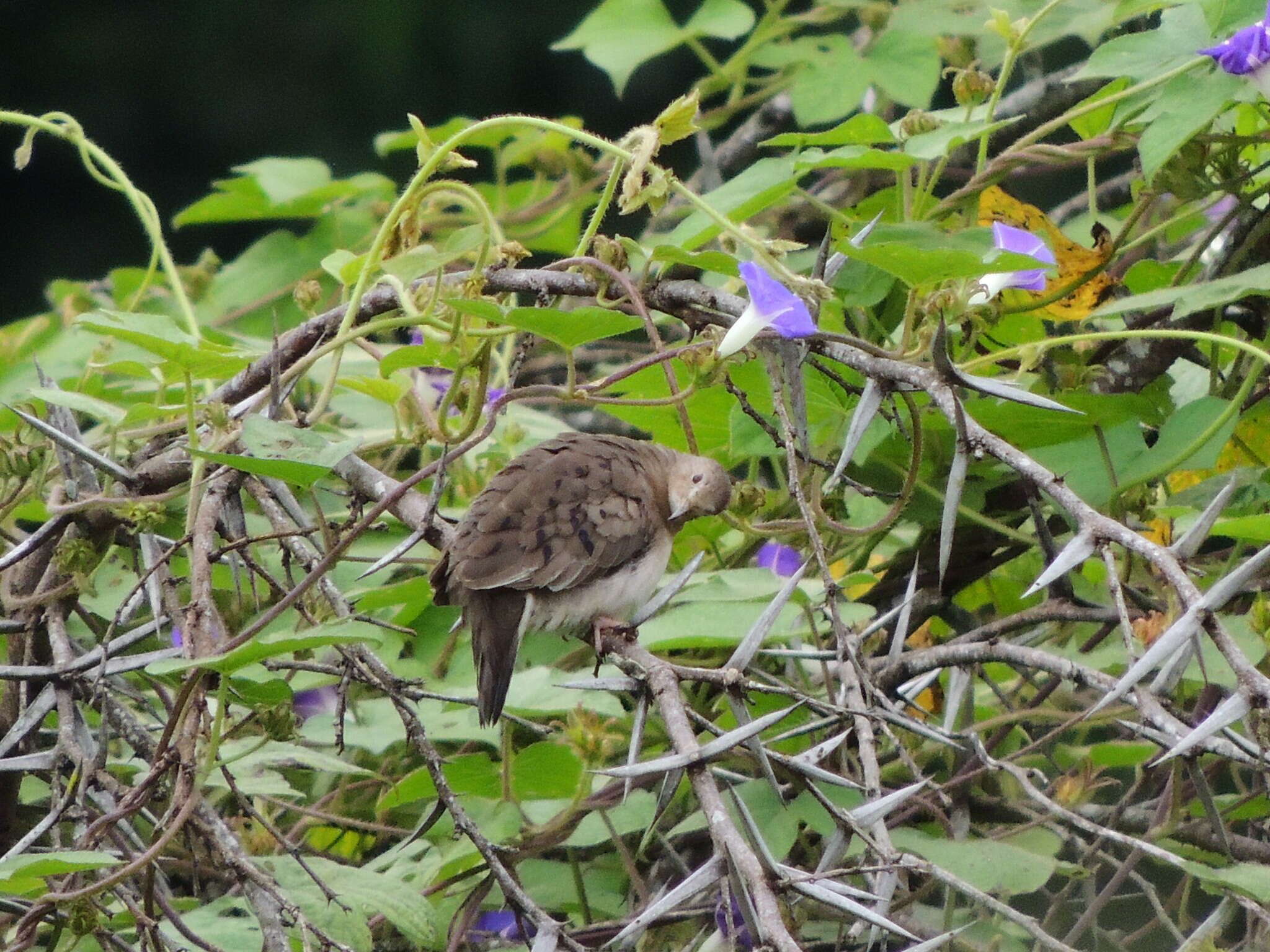 صورة Columbina minuta (Linnaeus 1766)