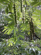 Слика од Pterocarya stenoptera C. DC.