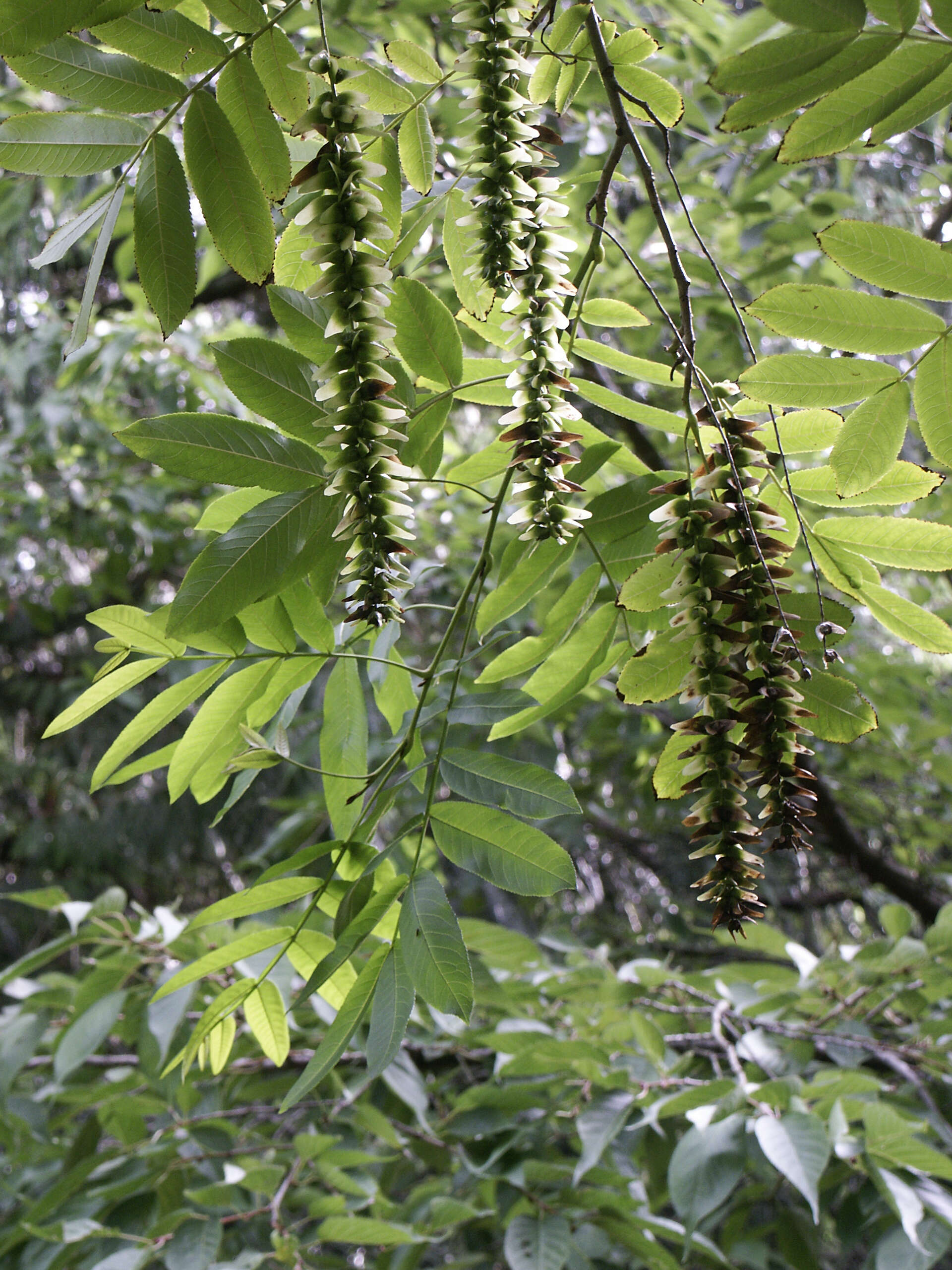 Слика од Pterocarya stenoptera C. DC.