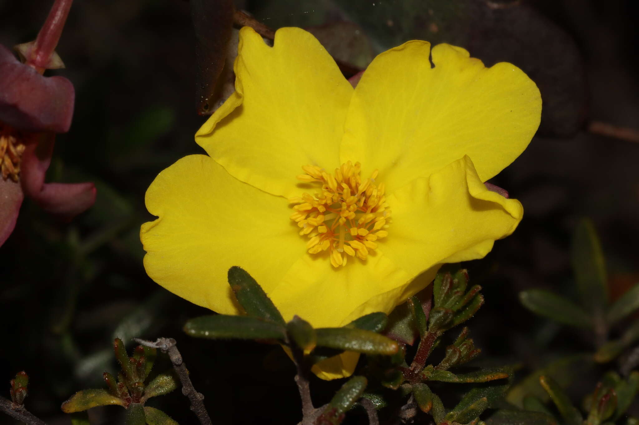 Image of Hibbertia perfoliata Hueg. ex Endl.