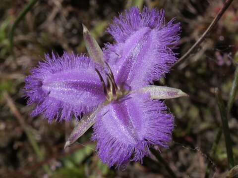 Image of Thysanotus thyrsoideus Baker