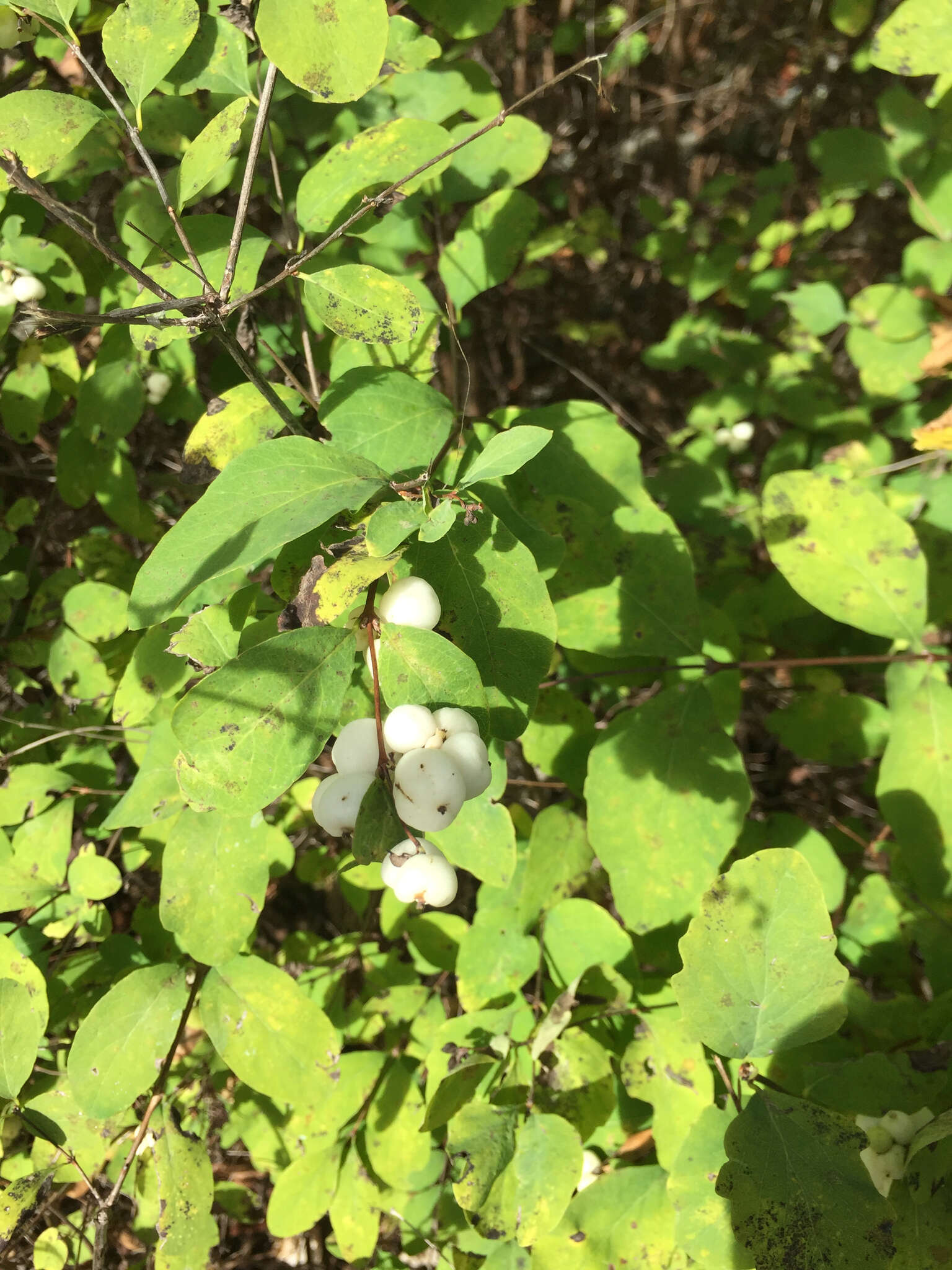 Image of Symphoricarpos albus var. albus