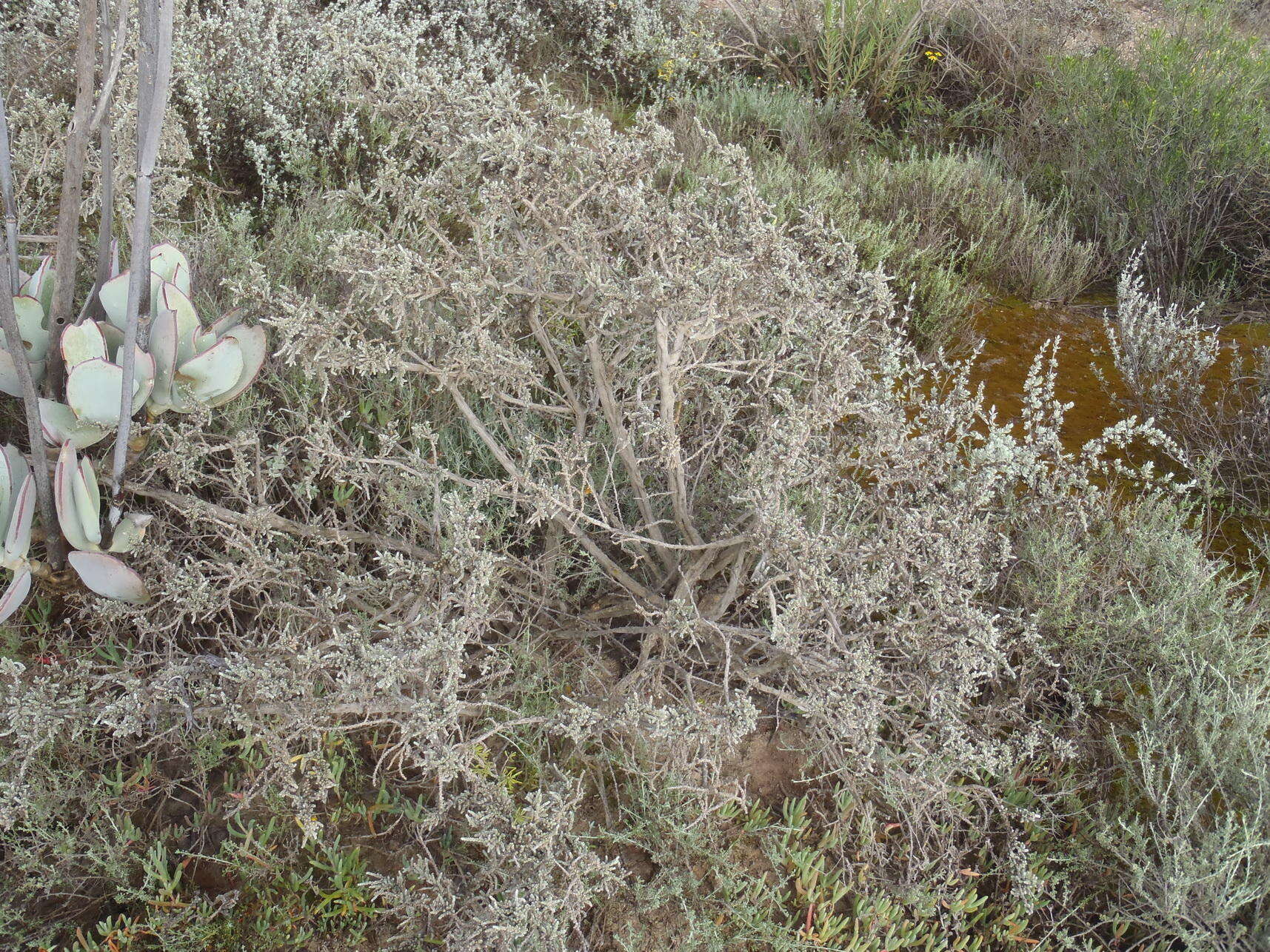 Imagem de Caroxylon aphyllum (L. fil.) N. N. Tzvelev