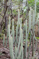 Image of Cleistocactus laniceps (K. Schum.) Rol.-Goss.