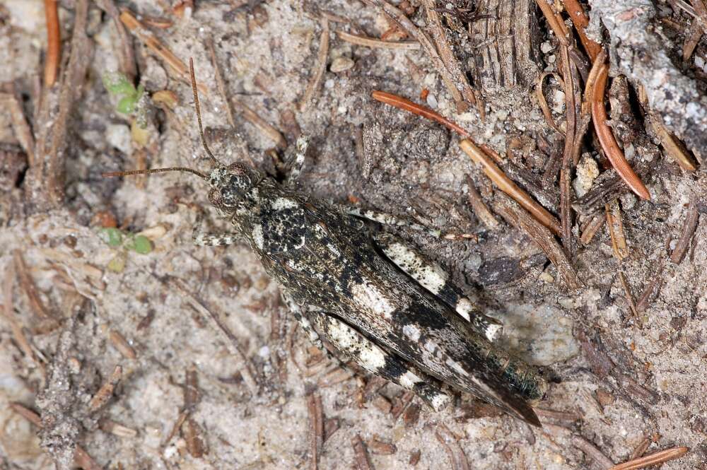 Image of red-winged grasshopper