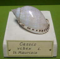 Image of Casmaria erinaceus (Linnaeus 1758)