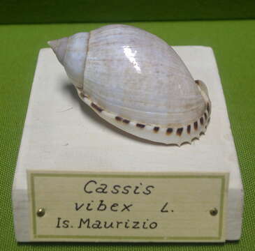 Imagem de Casmaria erinaceus (Linnaeus 1758)