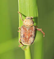 Image of Ectinohoplia rufipes (Motschulsky 1860)