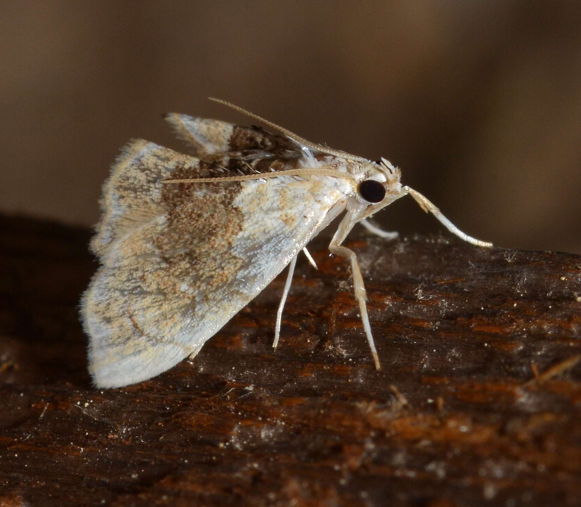 Слика од Lipocosma sicalis Walker 1859