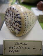 صورة Conus betulinus Linnaeus 1758