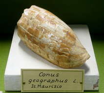 Image de Conus geographus Linnaeus 1758