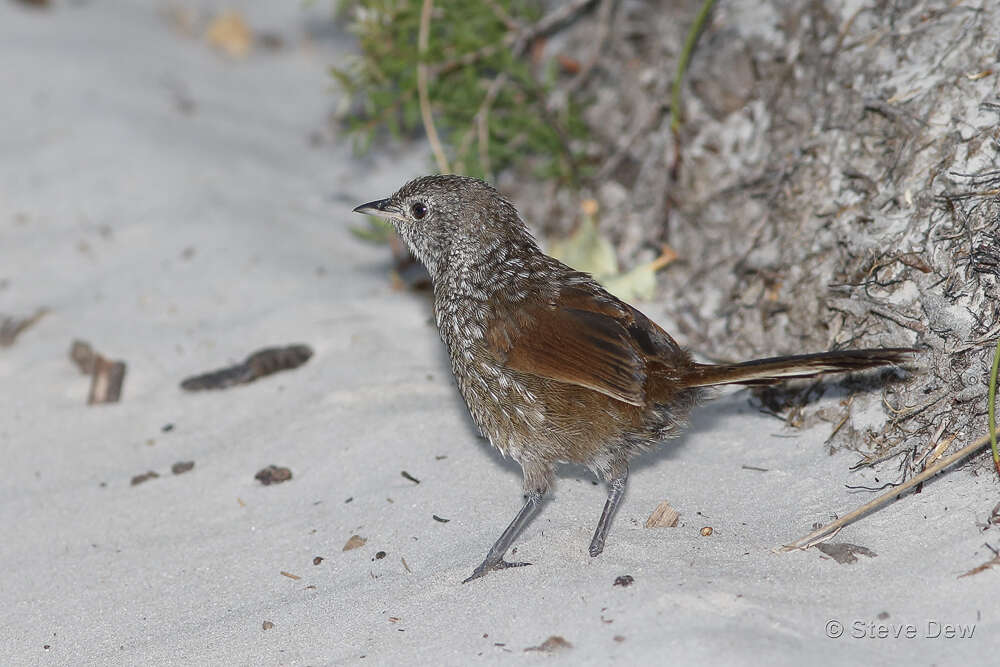 Dasyornithidae resmi