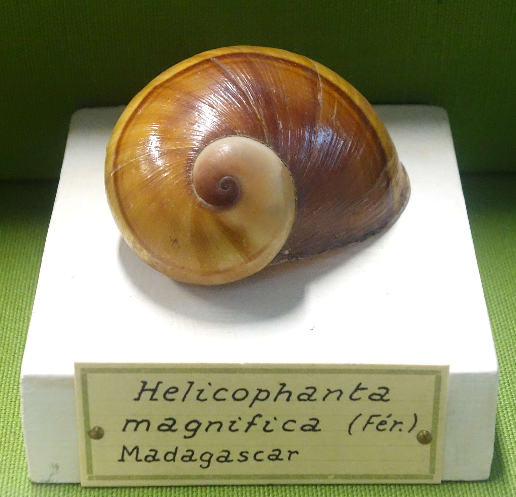 Image of Helicophanta magnifica Férussac 1819