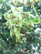 Image de Begonia nelumbiifolia Schltdl. & Cham.