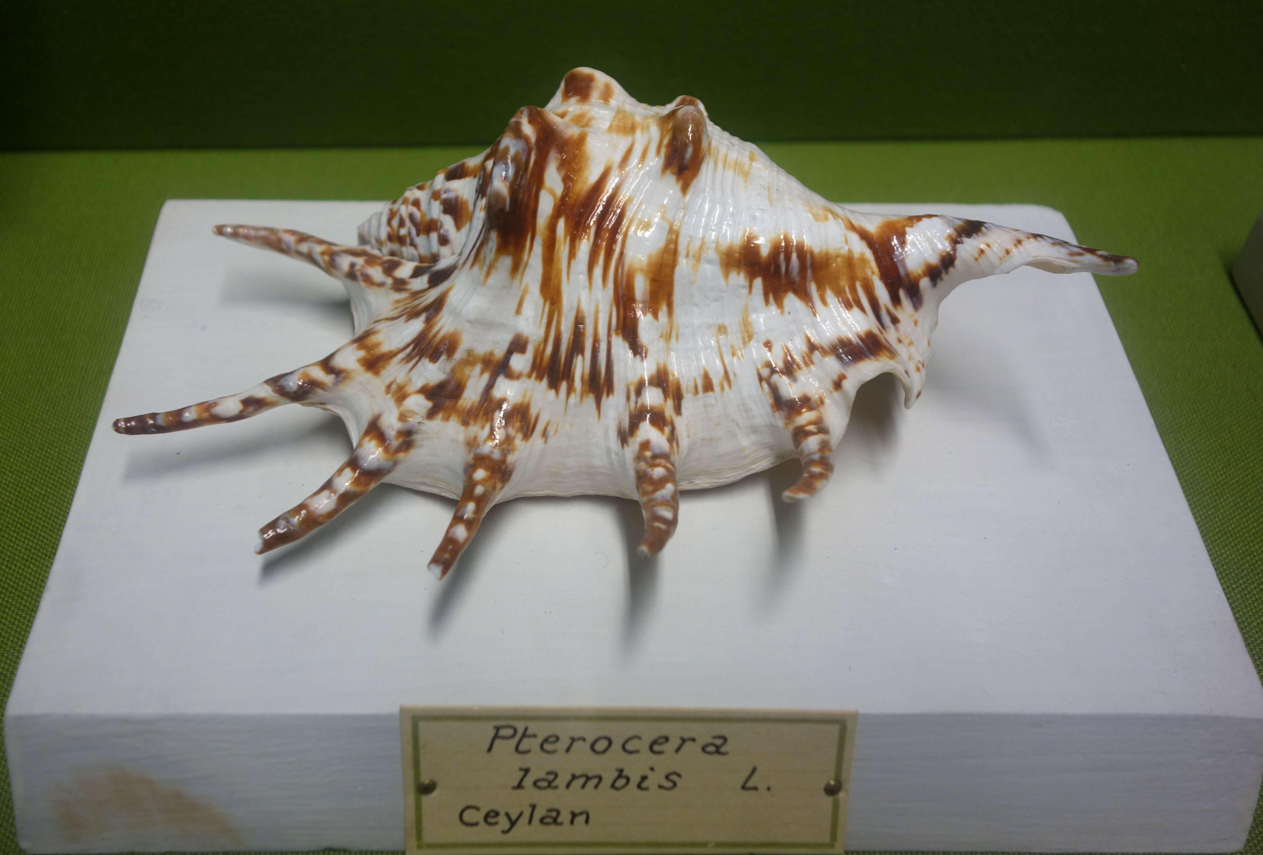 Image of Common Spider Conch