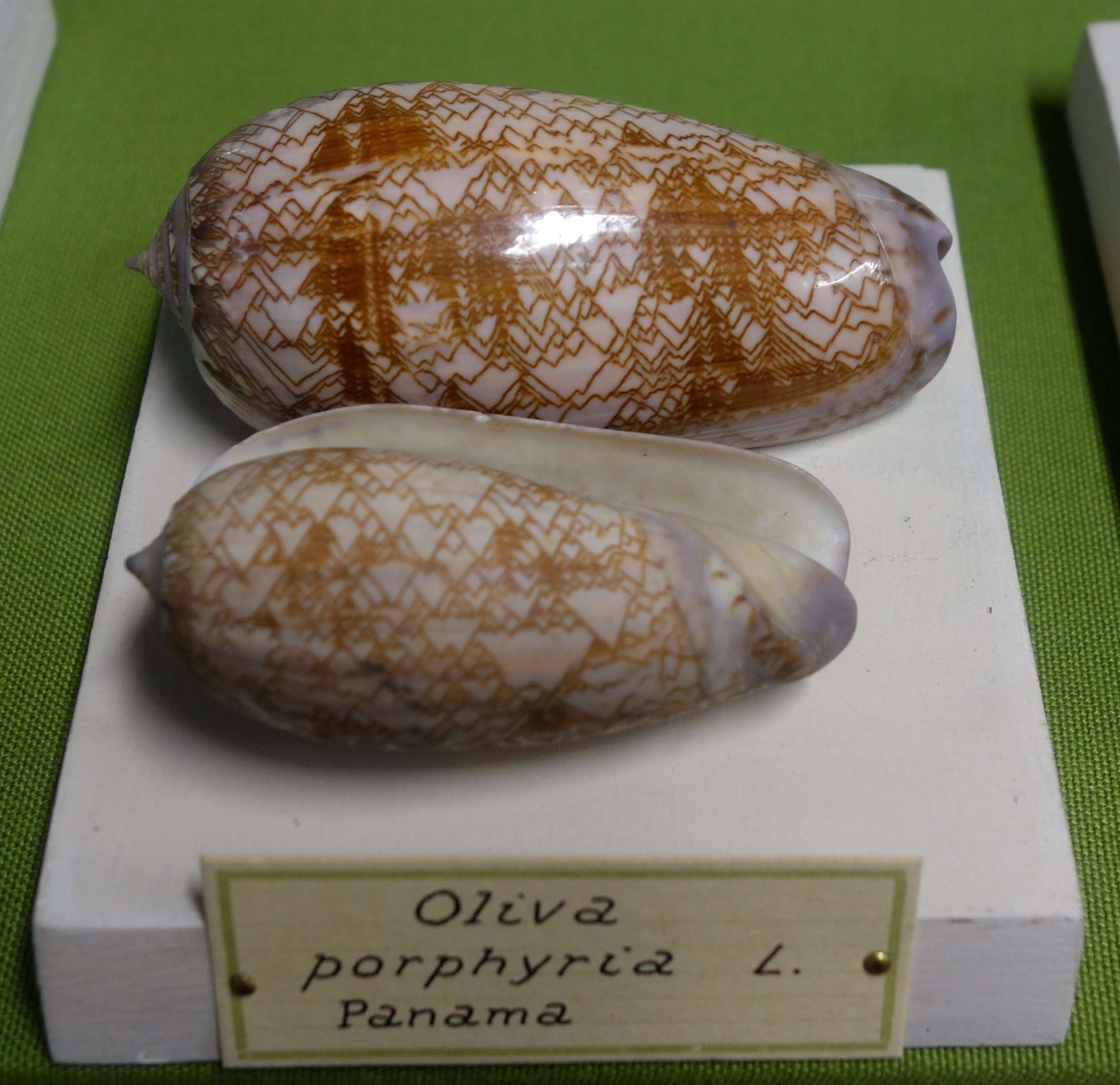 Слика од Oliva porphyria (Linnaeus 1758)