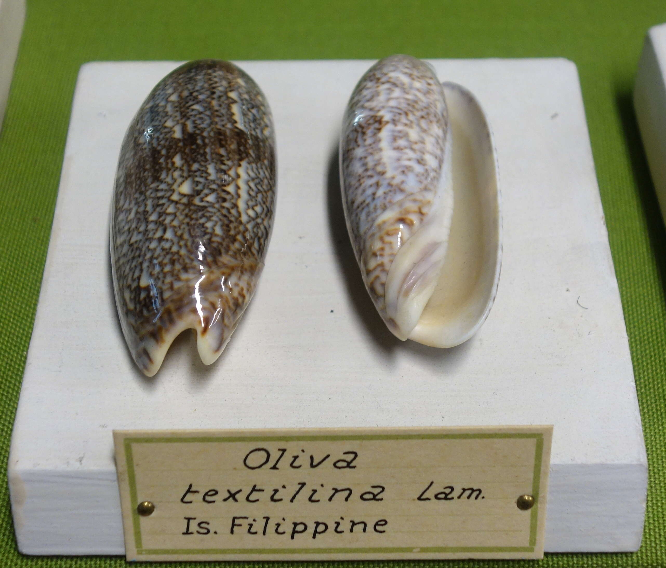Image of Oliva sericea (Röding 1798)