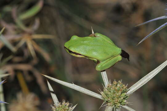 Image of Lemon-yellow tree frog