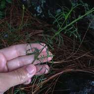 Image of Tagetes linifolia Seaton
