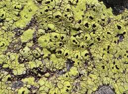 Image of Yellow map lichen;   World map lichen