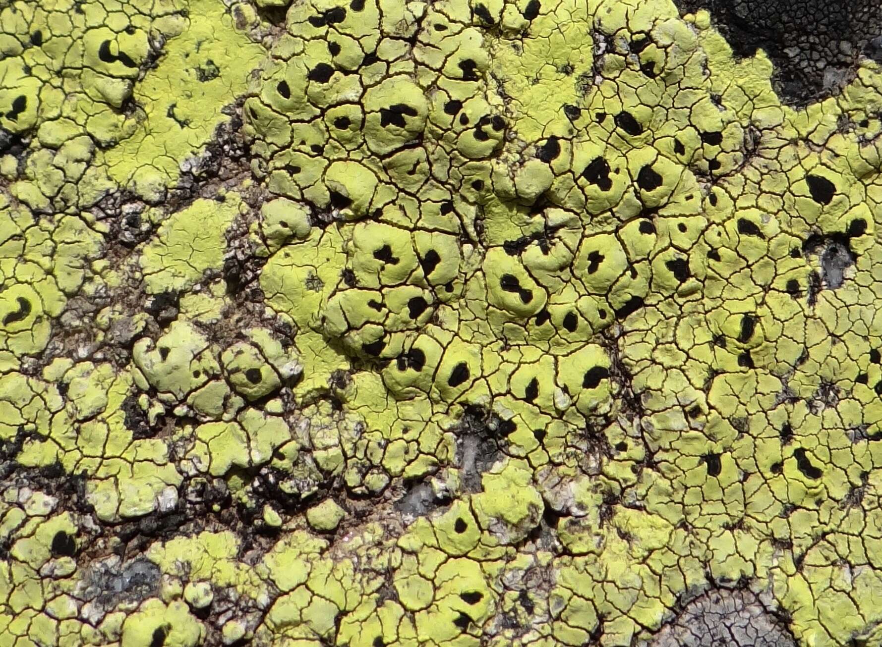 Image of Yellow map lichen;   World map lichen