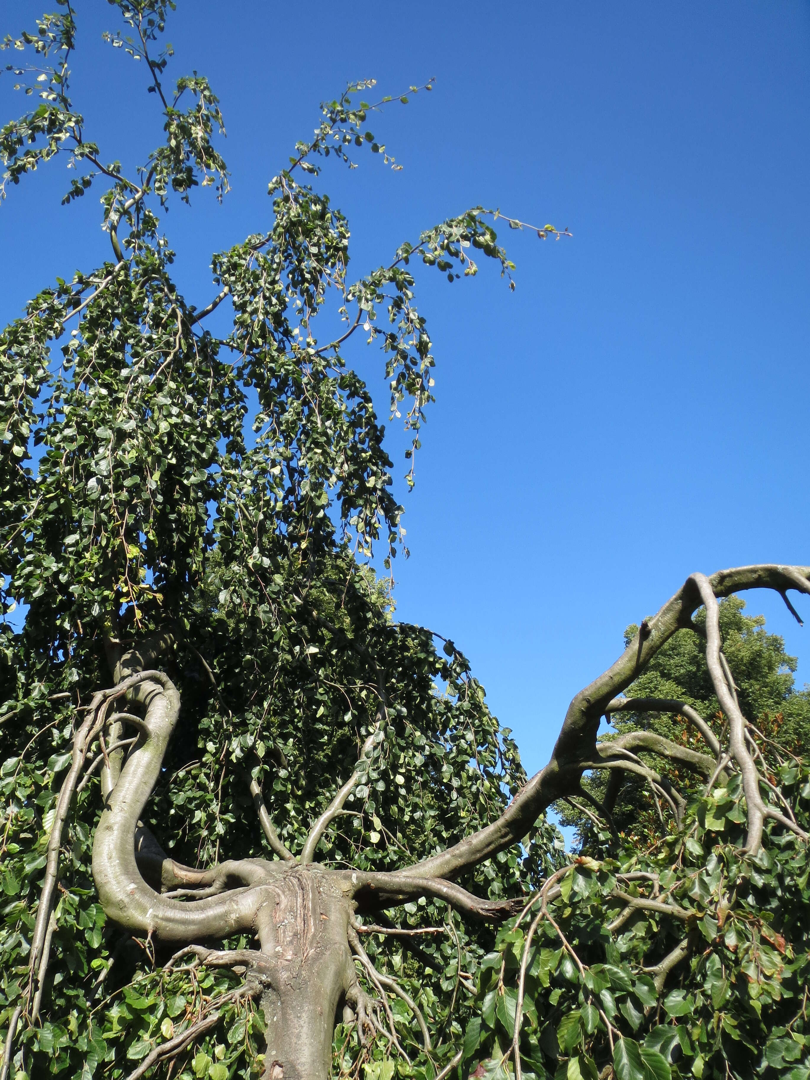 Image of Fagus sylvatica f. pendula