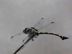 صورة Ictinogomphus rapax (Rambur 1842)