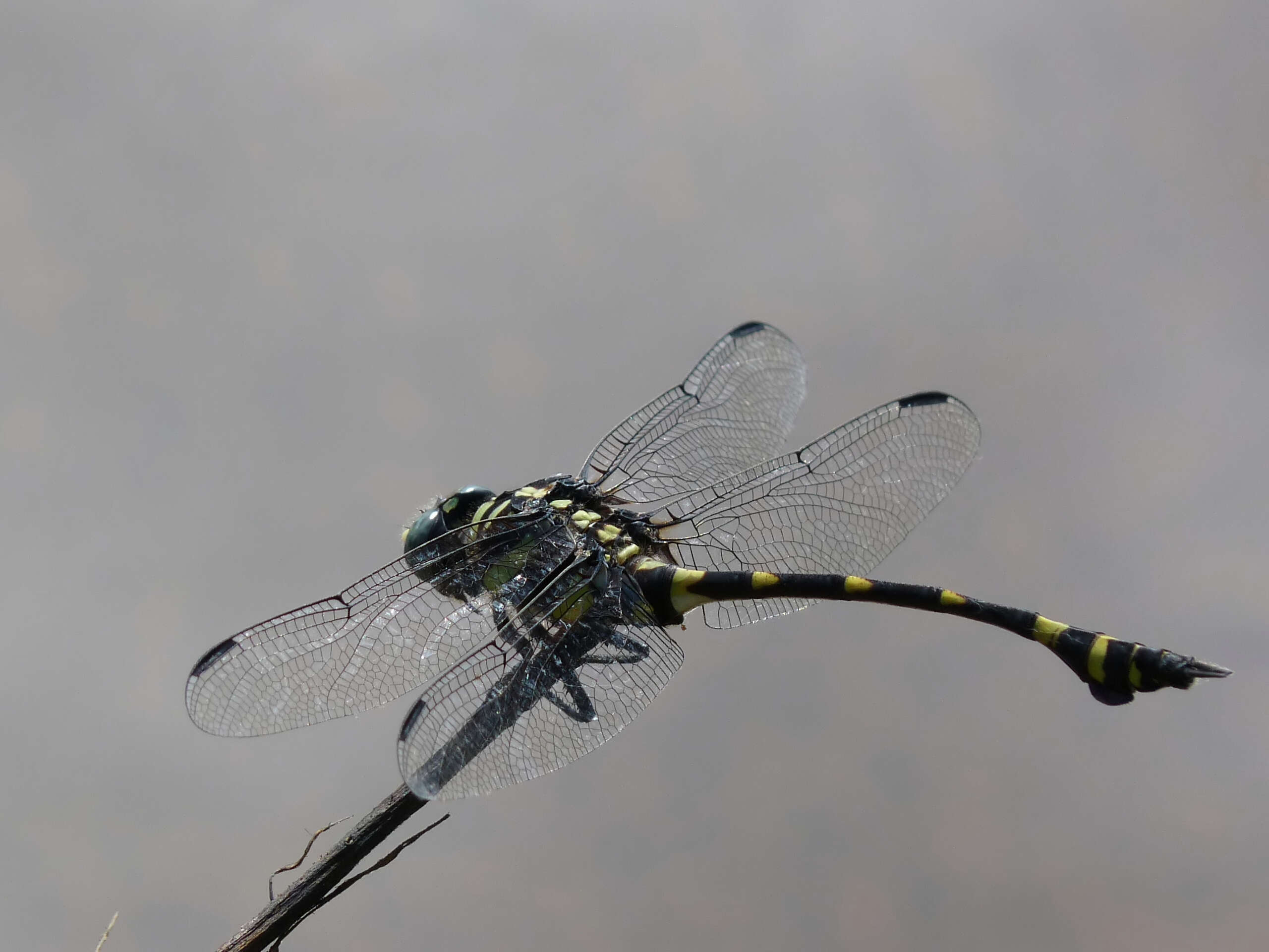 صورة Ictinogomphus rapax (Rambur 1842)