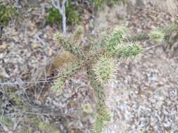 Image of Cylindropuntia alcahes (F. A. C. Weber) F. M. Knuth